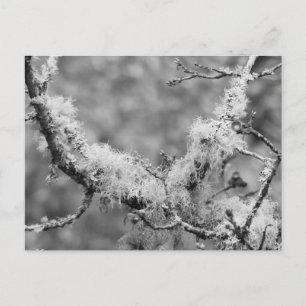 Lichen Magnet Feiertagspostkarte