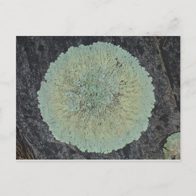 Lichen Mossy Circle Postkarte (Vorderseite)