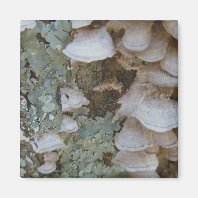 Lichen & Shelf Fungus Magnet (Vorne)