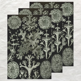 Lichen von Ernst Haeckel, Pflanze für Vintage Natu Geschenkpapier Set