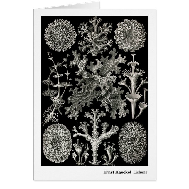 Lichens d'Ernst Haeckel (Devant)