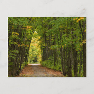 Licht am Ende eines Tunnel aus Bäumen Postkarte