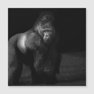 Licht auf Stärke – Silberrücken-Gorilla Magnetkarte