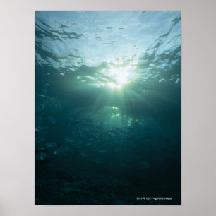 Licht, das auf Korallenriff und Schule der Fische Poster