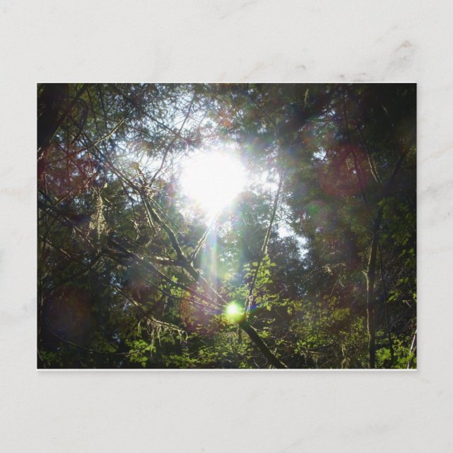 Licht durch die Bäume Postkarte (Vorderseite)