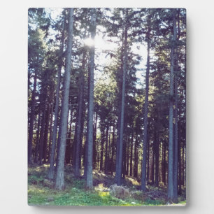 Licht zwischen den Kiefern - Wilde Natur Rumänien Fotoplatte
