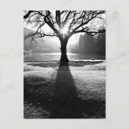 Lichtbaum: Derwentwater, Lake District Postkarte