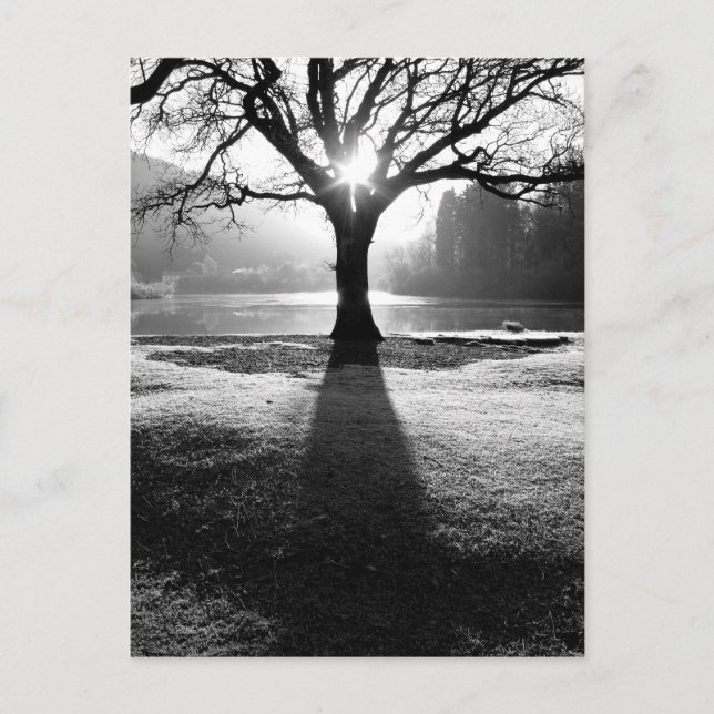 Lichtbaum: Derwentwater, Lake District Postkarte (Vorderseite)