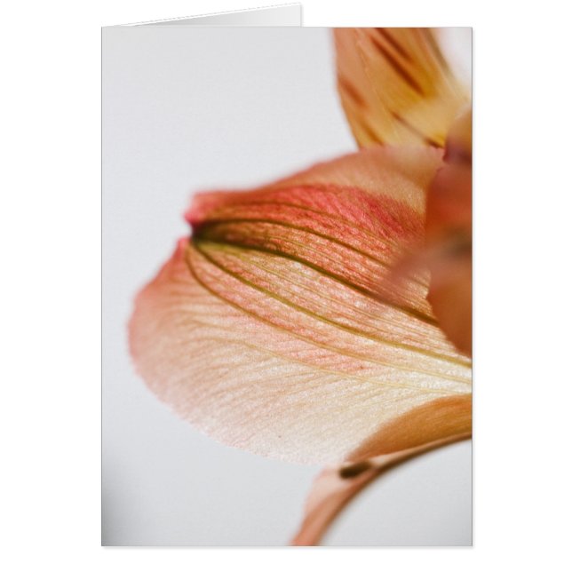 lichtdurchlässig (Vorne)