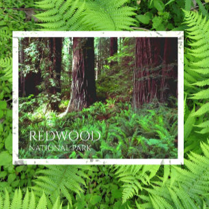 Lichtfilterung durch Redwood Trees, Ferns Postkarte