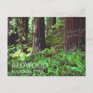 Lichtfilterung durch Redwoods auf Ferns Unten Postkarte