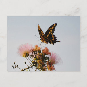 "LICHTLANDUNG" POSTKARTE