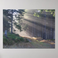 Lichtstrahlen im Waldposter