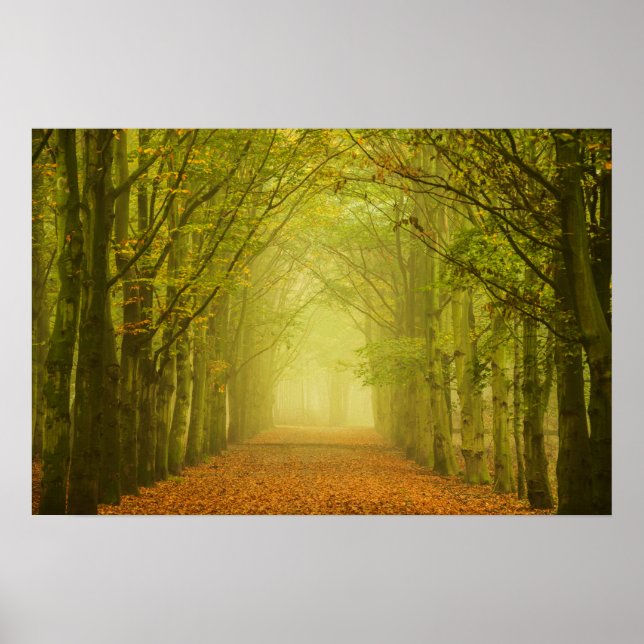 Lichttunnel im Waldposter Poster (Vorne)