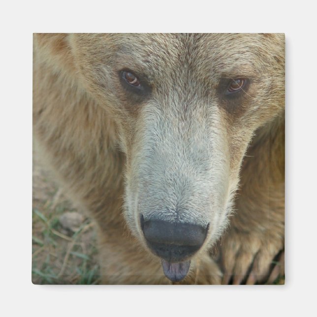 Lickbär Magnet (Vorne)