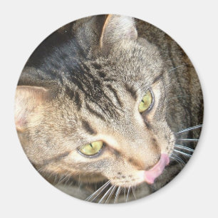 Licky Tatzen Magnet