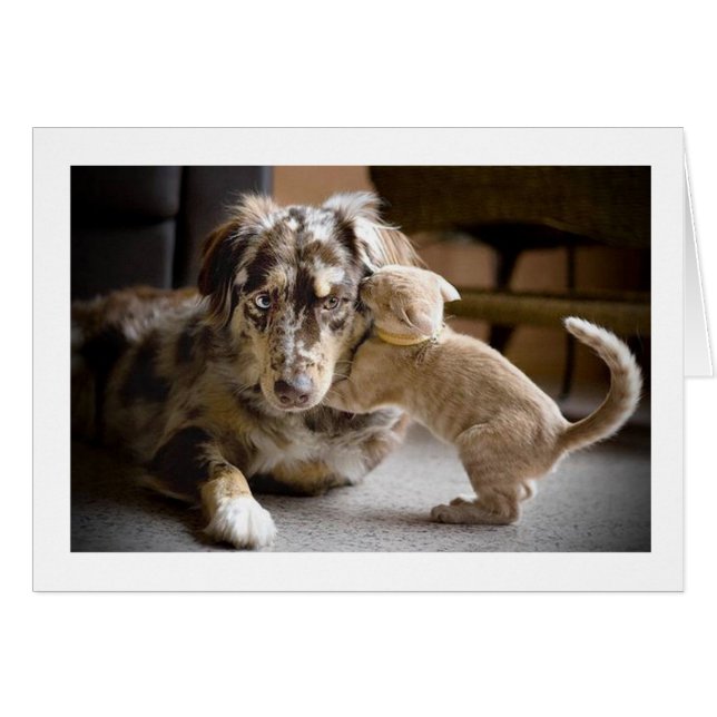 Liebe #1 für Hunde und Katzen (Vorderseite (Horizontal))