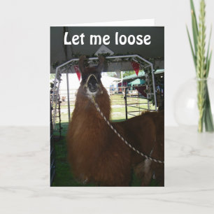 LIEBE A LLAMA...ODER JEMAND ANDERER...SENDE IHM HE KARTE