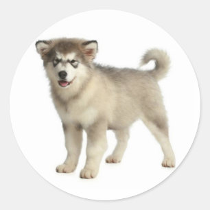 Liebe Alaskan Malamute Grau & Schwarzer Welpe Runder Aufkleber