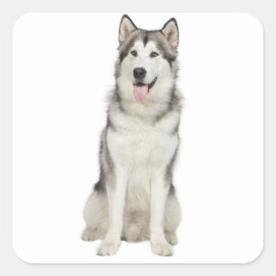 Liebe Alaskan Malamute Grau und Schwarz Welpenhund Aufkleber