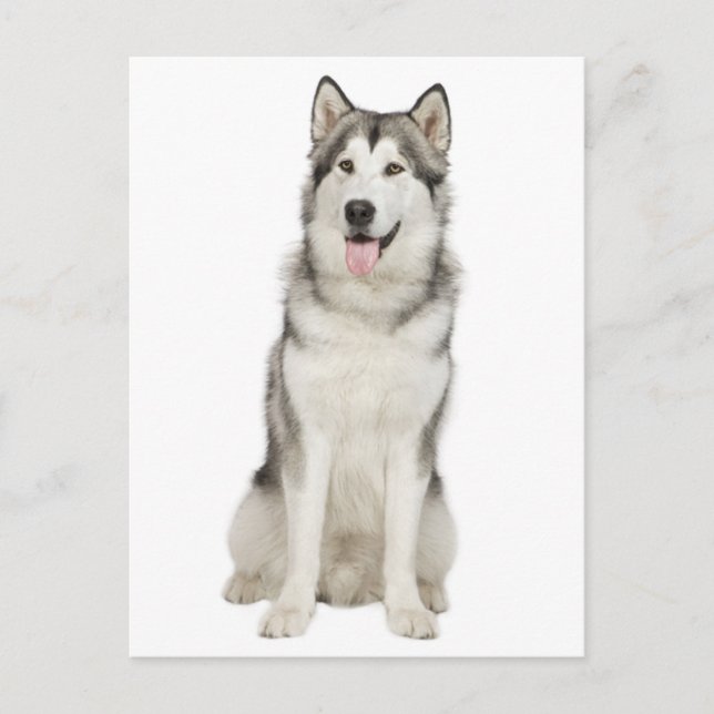 Liebe Alaskan Malamute Welpenhund Postkarte (Vorderseite)