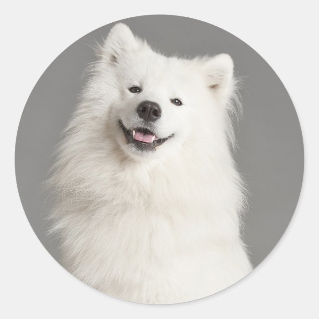 Liebe American Eskimo Puppy Docker / Label Runder Aufkleber (Vorderseite)