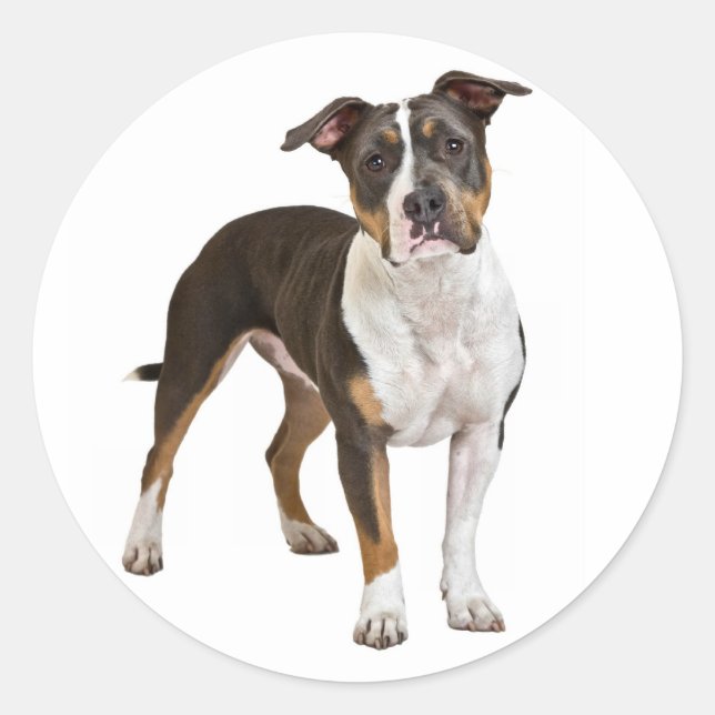 Liebe American Staffordshire Terrier Dog Sticker (Vorderseite)