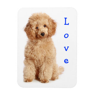 Liebe Apricot Poodle Spielzeug Welpe Hund Kühlschr Magnet