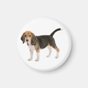Liebe Beagle-Welpen-Hund-Kühlschrankmagnet Magnet