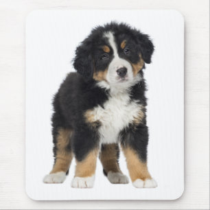 Liebe Berner Sennenhund Welpe Mauspad