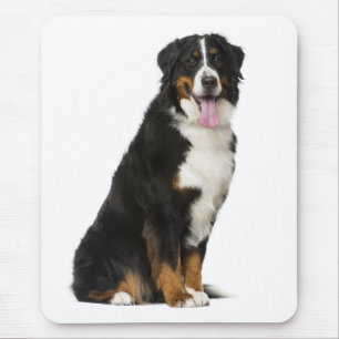 Liebe Berner Sennenhund Welpe Mauspad