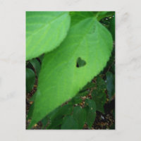 Liebe Blatt Postkarte