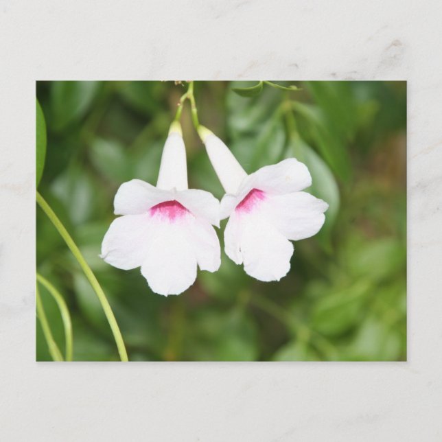 Liebe Blume Postkarte (Vorderseite)