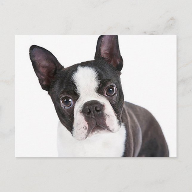Liebe Boston Terrier Puppy Dog Postkarte (Vorderseite)
