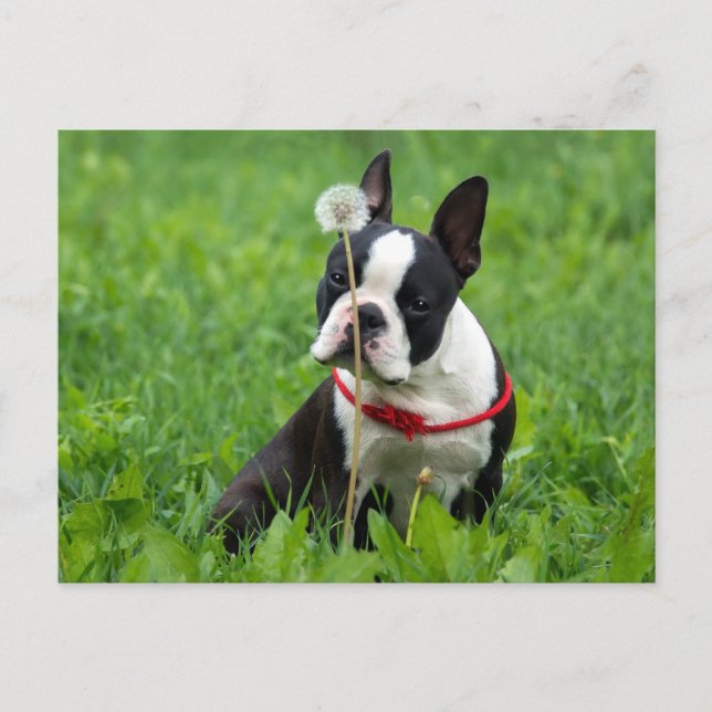 Liebe Boston Terrier Welpe Dog denken Sie an Sie Postkarte (Vorderseite)