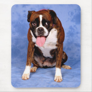 Liebe Boxer Welpe Hund Auf Blauem Hund Mousepad
