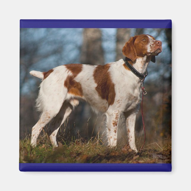 Liebe Brittany Spaniel Welpe Dog Magnet (Vorne)