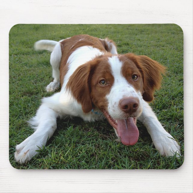 Liebe Brittany Spanisch Welpe Hund Mousepad (Vorne)
