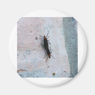 Liebe Bugs Magnet