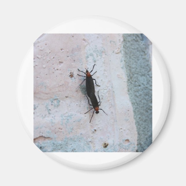 Liebe Bugs Magnet (Vorne)