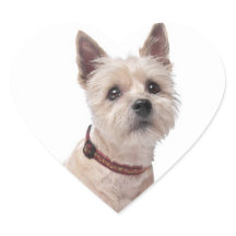 Liebe Cairn Terrier Puppy Dog Grußkleber