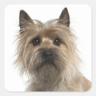 Liebe Cairn Terrier Puppy Dog Grußkleber Quadratischer Aufkleber