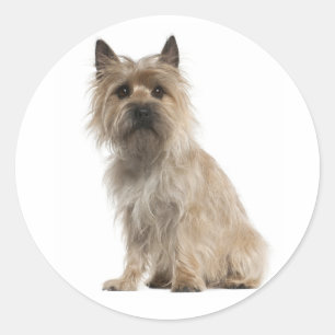 Liebe Cairn Terrier Welpen-Hunde-Gruß-Aufkleber Runder Aufkleber