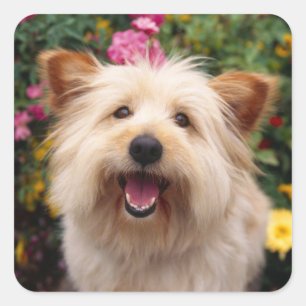 Liebe Cairn Terrier Welpenhund Grüßaufkleber Quadratischer Aufkleber