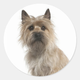 Liebe Cairn Terrier Welpenhund Grüßaufkleber Runder Aufkleber
