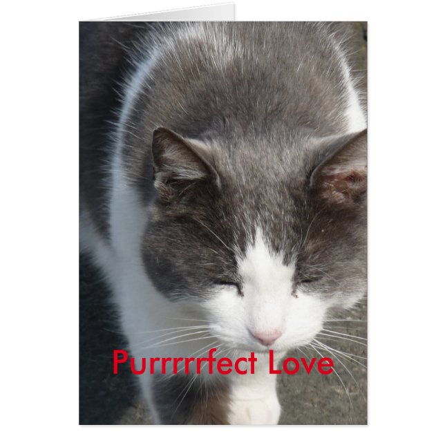 Liebe Cat Card (Vorne)