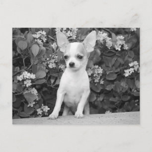 Liebe Chihuahua-Welpe Hund Schwarz-Weiß-Postkarte Postkarte