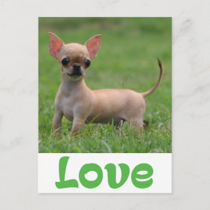 Liebe Chihuahua Welpen Hund Postkarte