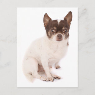 Liebe Chihuahua-Welpen-Hund-Postkarte Postkarte