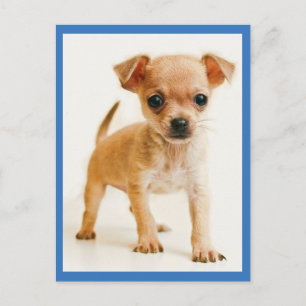 Liebe Chihuahua-Welpen-Hund-Postkarte Postkarte